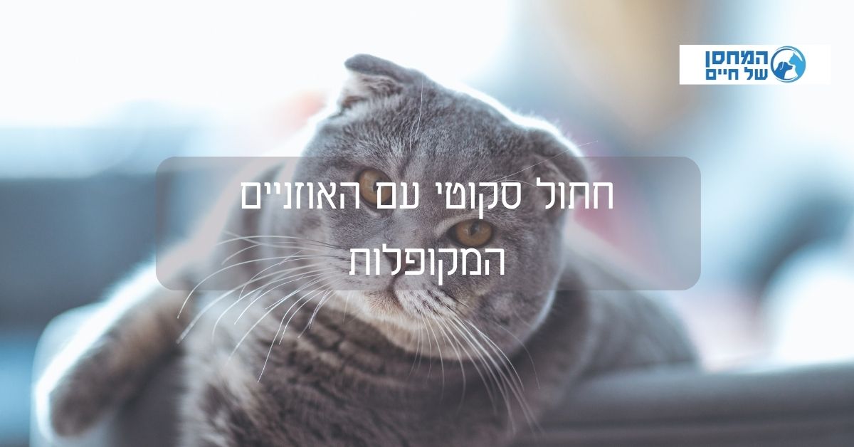 חתול סקוטי עם האוזניים המקופלות